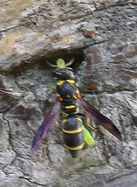 Euodynerus schwarzi